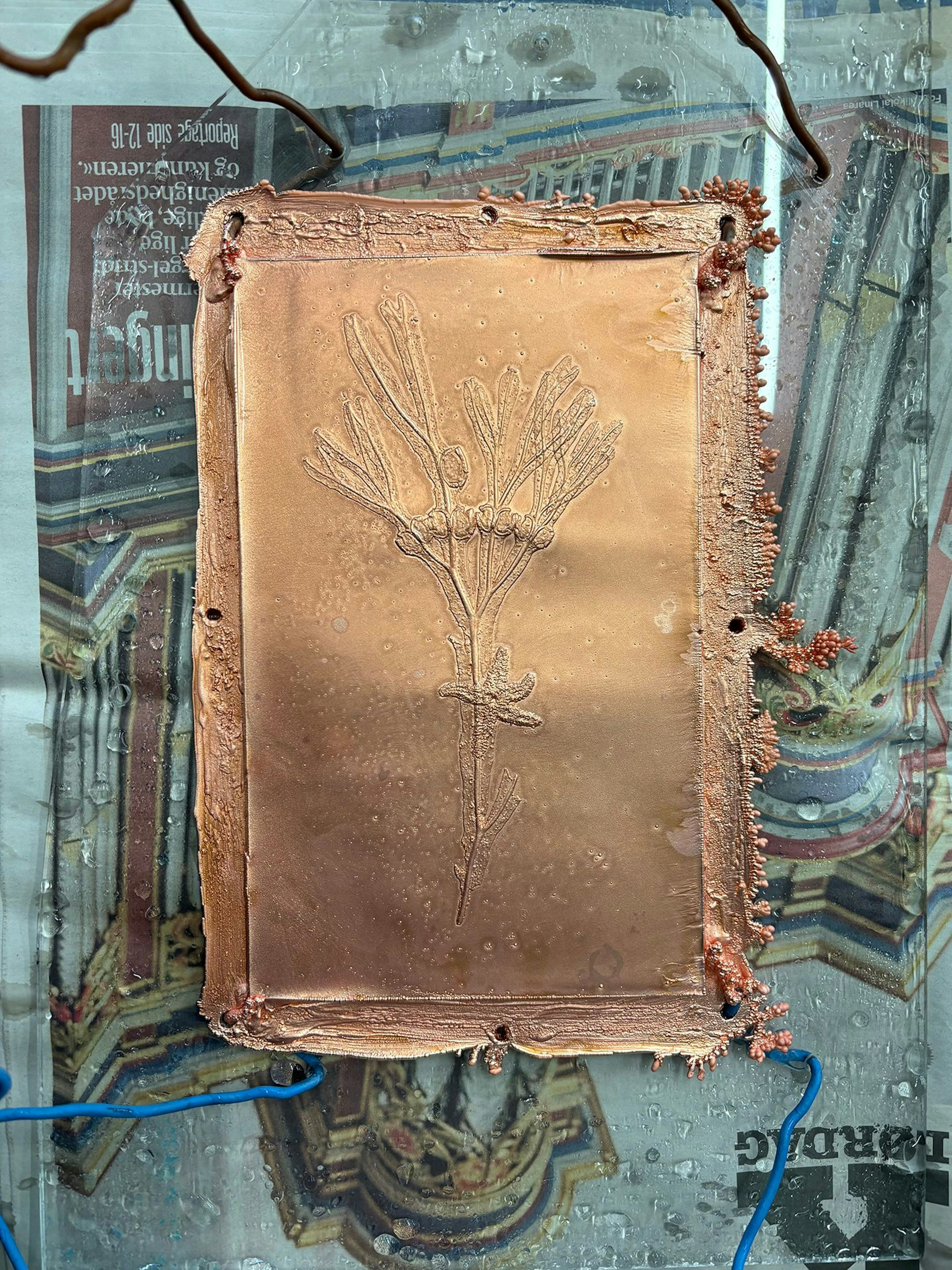 Printmaking copper plate of seaweed by Pia Östlund