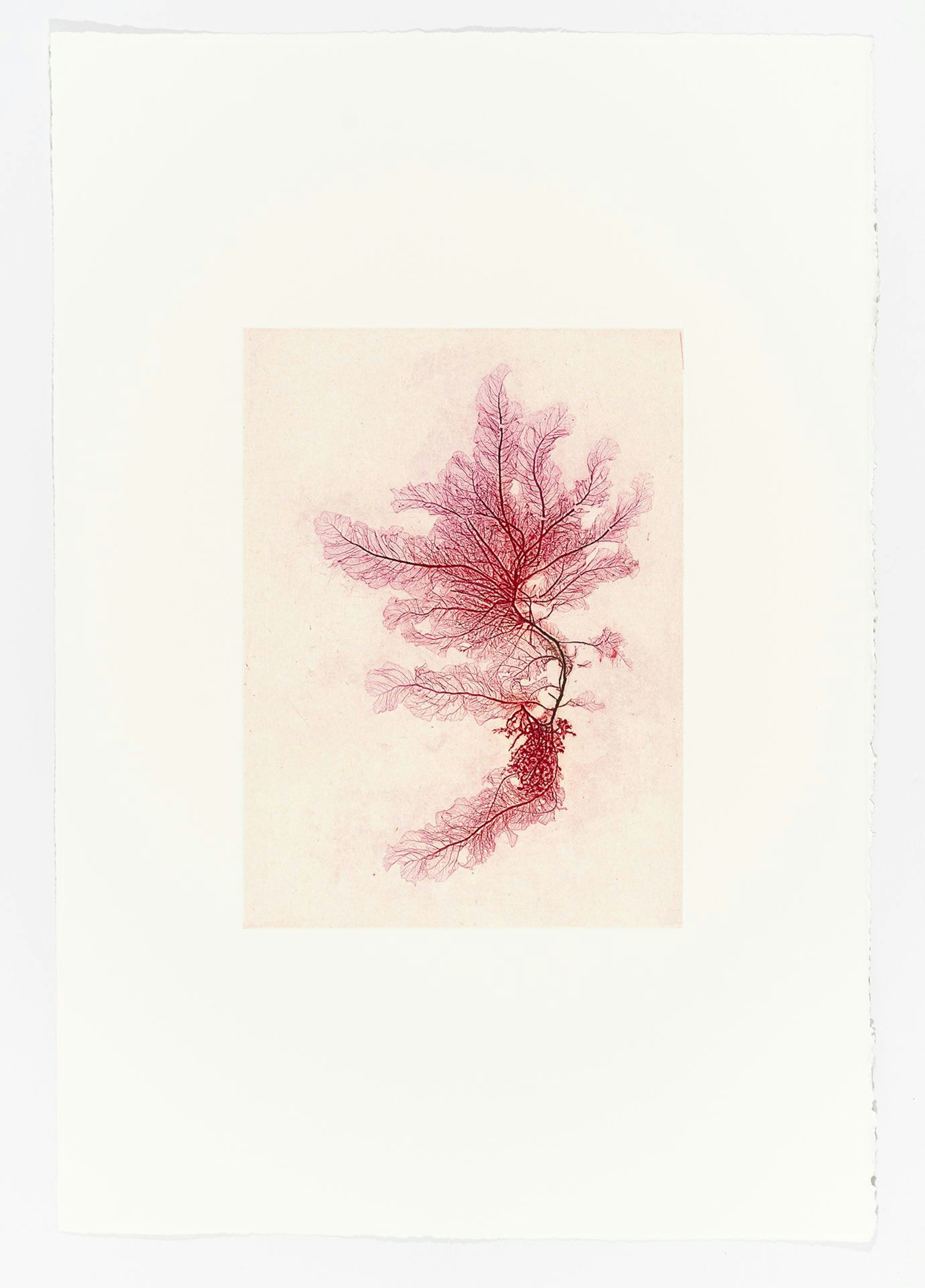 Nature print of Sea beech seaweed